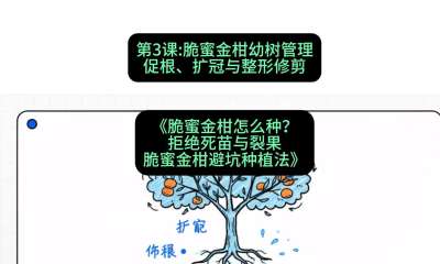 第3节：脆蜜金柑幼树管理：促根、扩冠与整形修剪，课程：《脆蜜金柑怎么种？拒绝死苗与裂果，脆蜜金柑8步避坑种植法》#识农AI