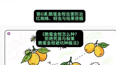 第6节：脆蜜金柑虫害防治：红蜘蛛、蚜虫与吸果夜蛾，课程：《脆蜜金柑怎么种？拒绝死苗与裂果，脆蜜金柑8步避坑种植法》#识农AI