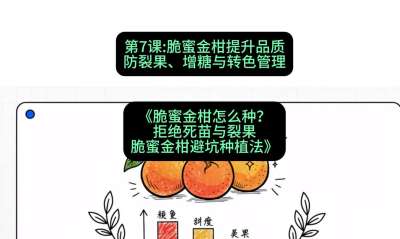 第7节：脆蜜金柑提升品质：防裂果、增糖与转色管理，课程：《脆蜜金柑怎么种？拒绝死苗与裂果，脆蜜金柑8步避坑种植法》#识农AI