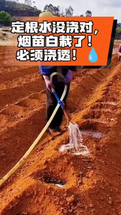 烤烟移栽定根水这么浇，烟苗稳活不僵苗！水里加点它，缓苗快、长势壮，种烟新手必看！