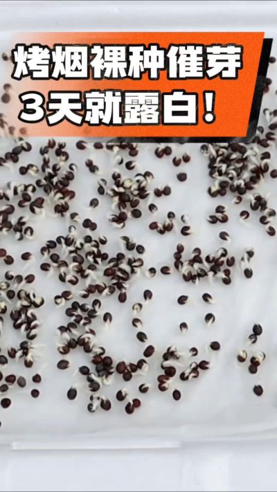 烤烟裸种催芽小技巧，清水浸泡、保温保湿，3天就能露白，出苗快又齐！烟农朋友收藏备用～