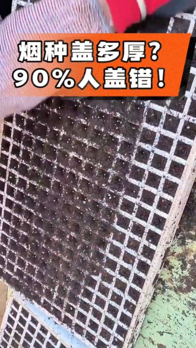烟种盖多厚？90%烟农都盖错！薄盖才出苗齐、不闷种，烤烟育苗关键一步，照着做就对了