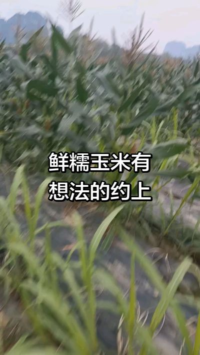 农户种植的白糯玉米大量上市，助农帮农在行动