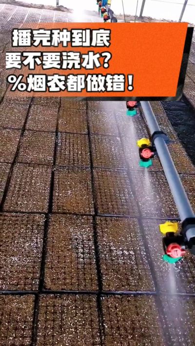 烤烟播完种一定要浇透底水，喷雾慢浇、别大水冲，盘底漏水才算到位，出苗又齐又壮！#烤烟育苗 #烤烟种植 #烟农干货 #育苗技术