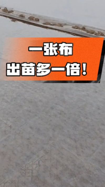 烤烟育苗盖无纺布，保温保湿出苗齐，不烂种、出苗快，烟农必备小技巧！