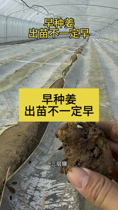 早种姜，出苗不一定早！