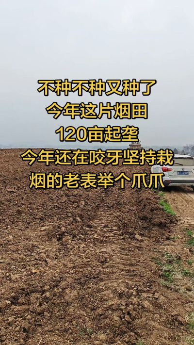 不种不种又种啦，还在咬牙坚持栽烟的老表集合啦！