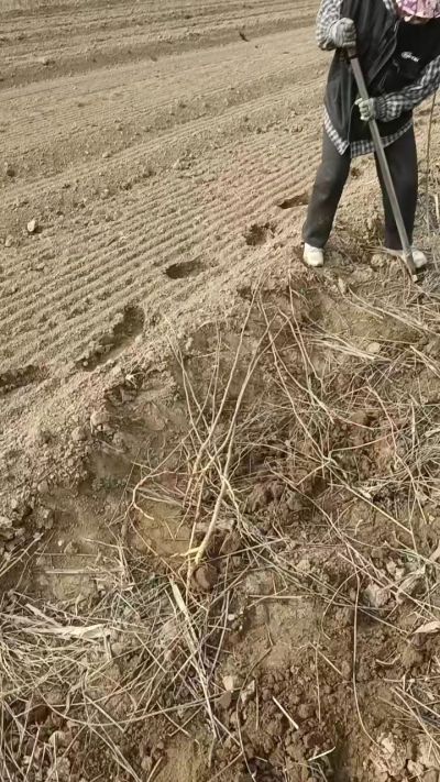 臭椿苗，一年籽播苗，地径0.5/1公分以上。需要联系18534302961