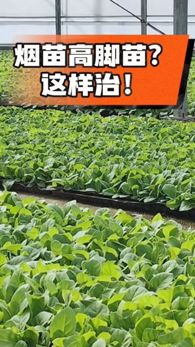 烤烟齐苗期管理关键：精准控温，防高脚苗，培育壮苗好上手！