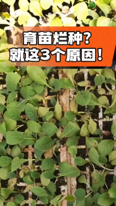 烤烟育苗烂种？3个原因讲清楚！消毒、控水、控温，做到就苗齐苗壮🔥
#烤烟育苗 #烤烟种植 #烂种防治 #烟农
