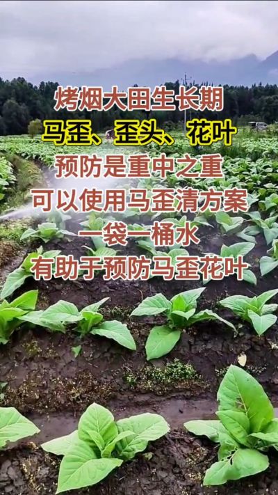 烤烟大田生长期，马歪歪头花叶预防是重中之重，可以使用马歪清方案，一袋一桶水，有助于预防马歪花叶。
烤烟管理早做一步，后期少操心！#烤烟种植#烤烟管理#烤烟大田管理#烤烟病害防治