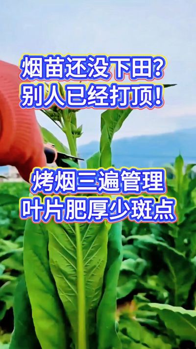 烤烟种植经验交流，有问题可私信了解。