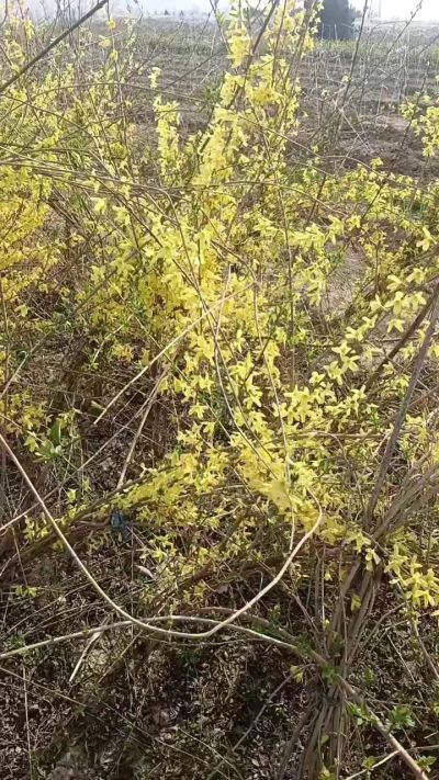 出售药用连翘苗，科研五号优质种苗，2/5年苗，药用连翘树，挂果树，全国包邮到家！财富密码18534302961
