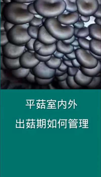 平菇室内外出菇期如何管理